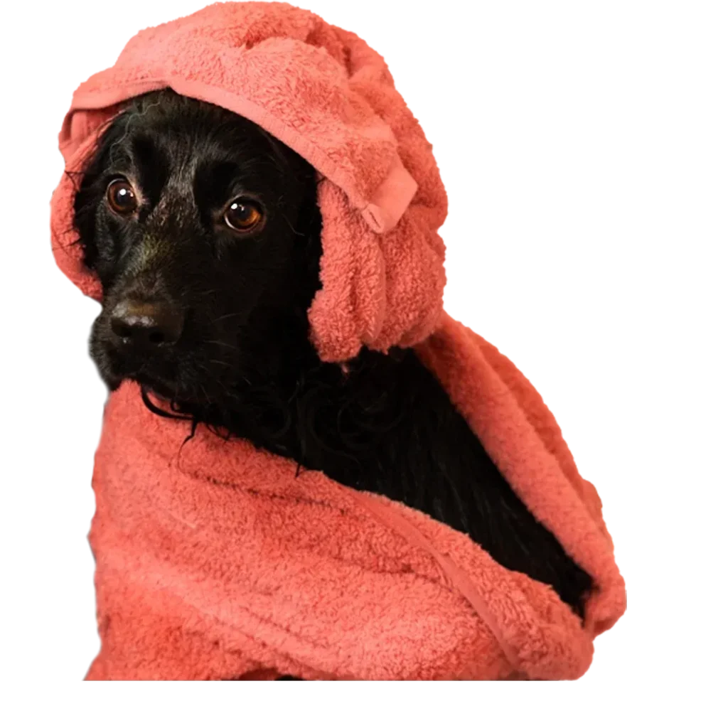 Perrito envuelto en toalla post-baño