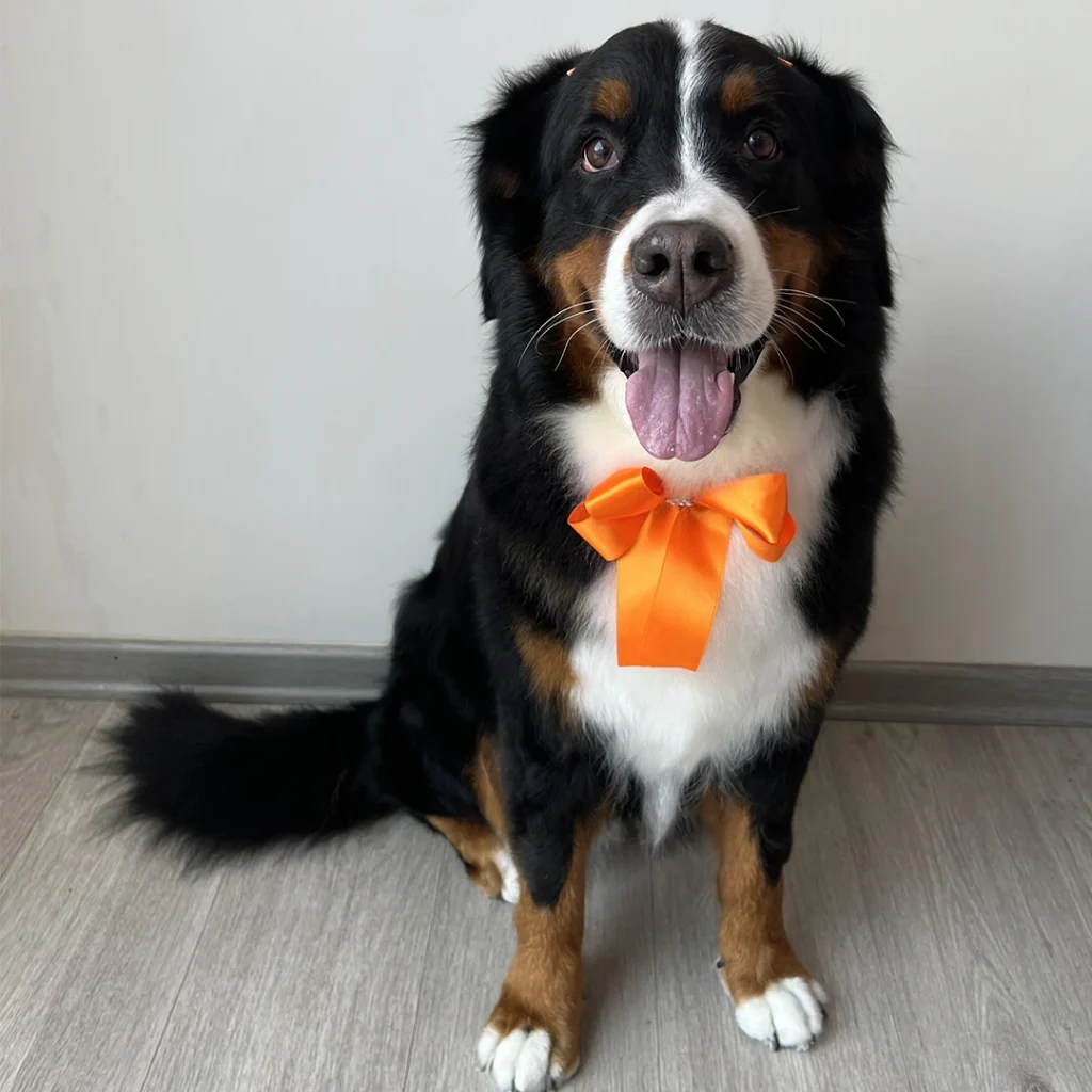 Perro con lazo naranja elegante