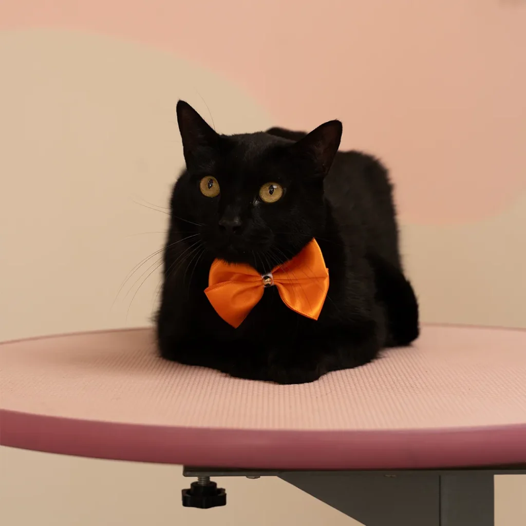 Gato negro con corbatín naranja
