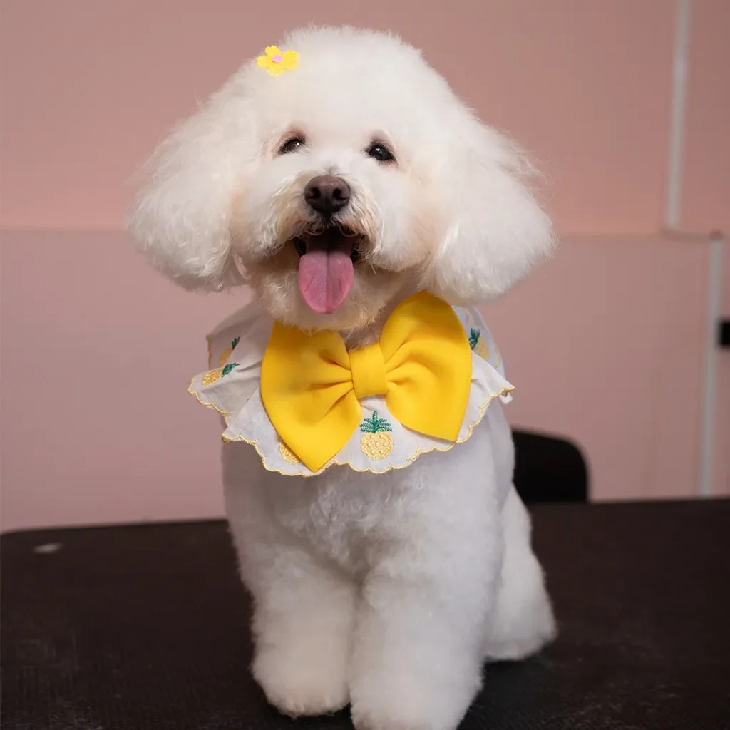 Perrito poodle estilizado en Rossé Spa