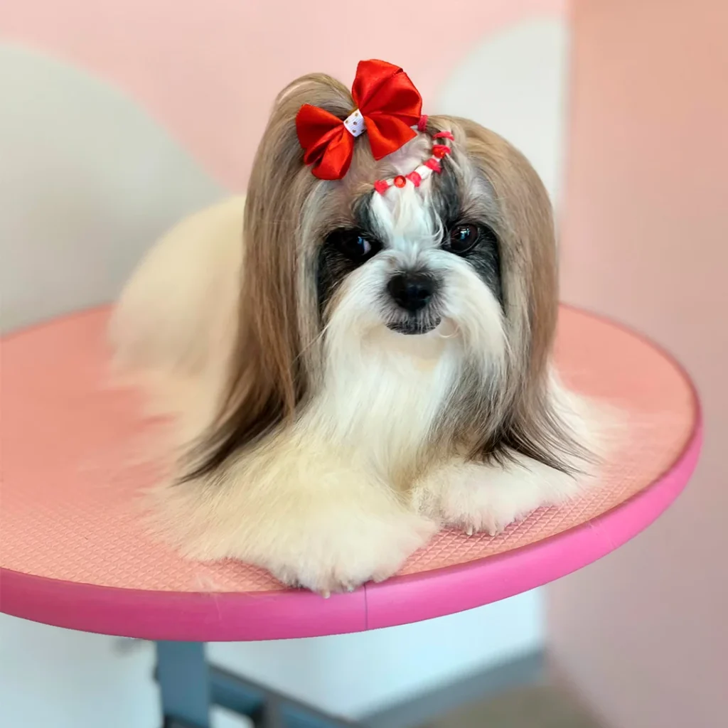 Shih Tzu estilizada con lazo rojo