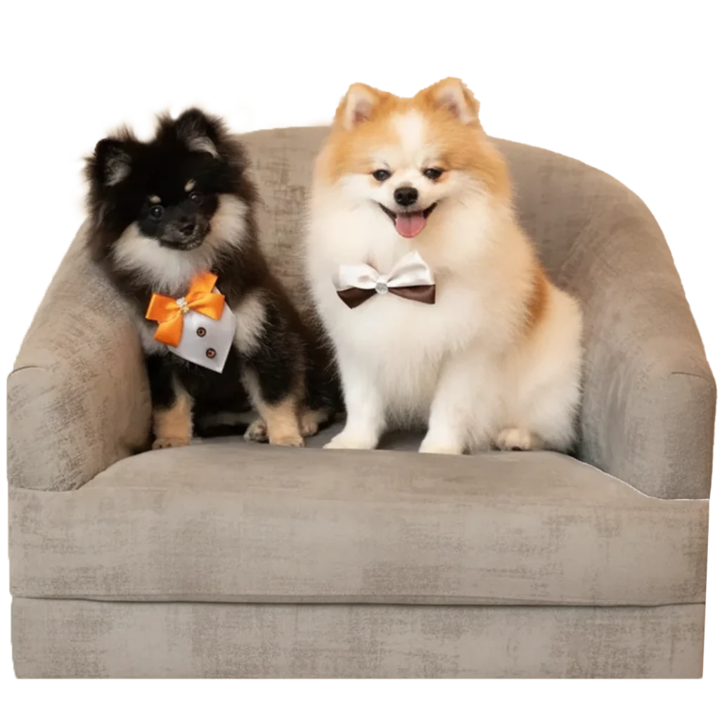 Dos perritos pomerania con corbatines elegantes